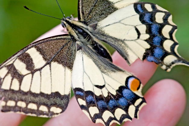 Swallowtail on the photographer's Hand. Swallowtail, Papilio machaon